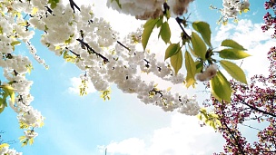 春天的花朵在春天盛开，天空蔚蓝，阳光和云朵
