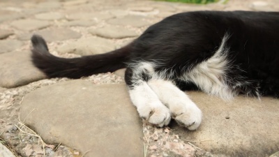 懒惰的黑白相间的猫的尾巴和爪子在铺路石上休息