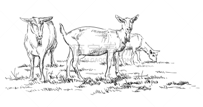 山羊,两只动物,动物手,牧场,草图,插画,食草,白色,白色背景,画画