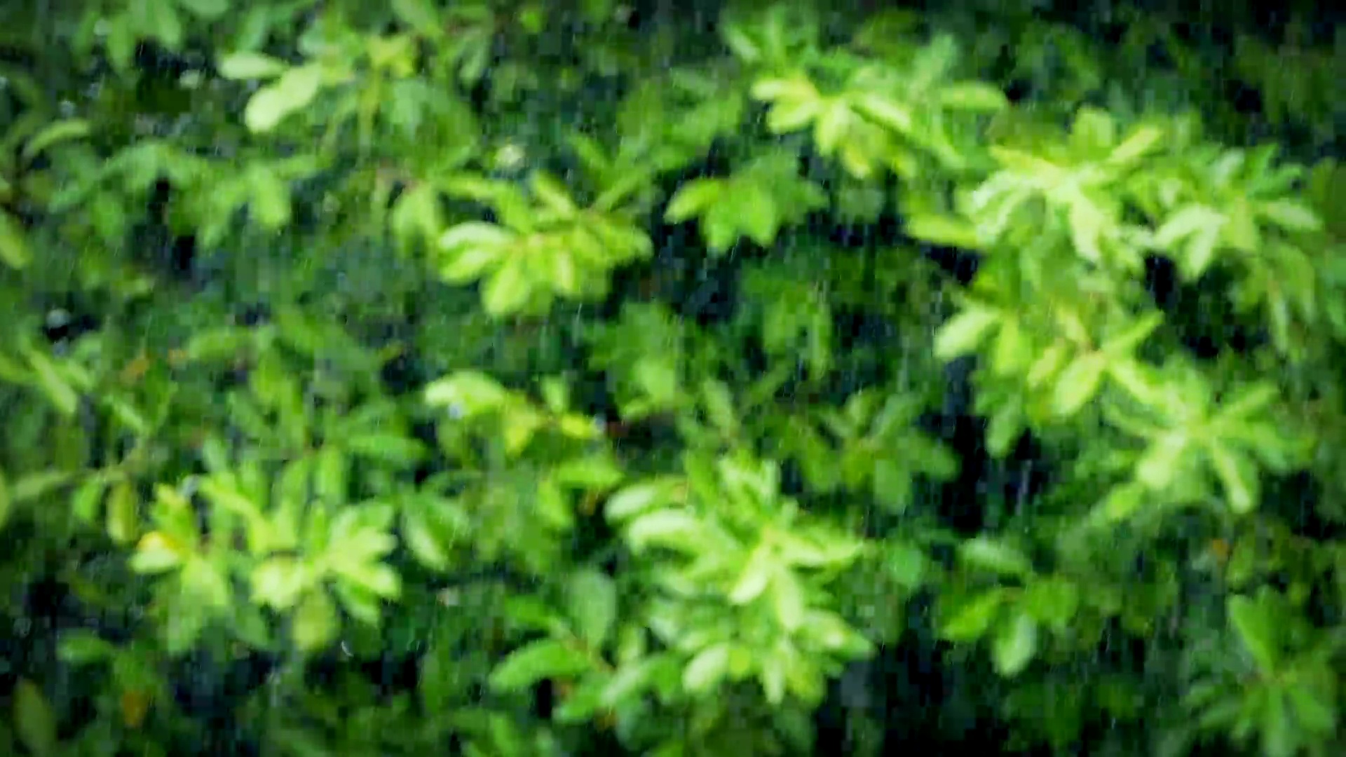 大雨聚焦，后面有植物预览效果