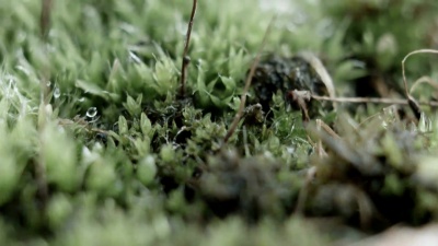 绿苔中的蚂蚁特写镜头