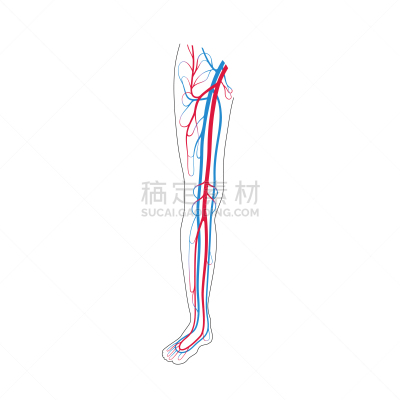 心血管系统,生物学,病历卡,有序,健康保健,脉搏图,部分,背景分离,腿