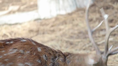 chital