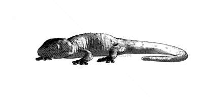 壁虎,绘画插图,雕刻图像,分离着色,怪异,背景分离,热带气候,大壁虎,泰国,复古风格