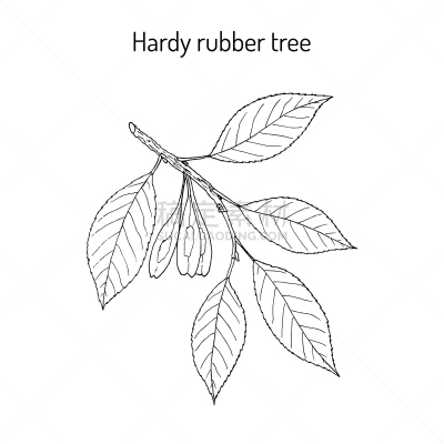 杜仲,药,力量,Indian Rubber Houseplant,生物学,亚洲,有机食品,自然,健康保健