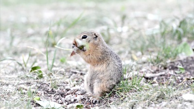 地鼠食叶(地松鼠)