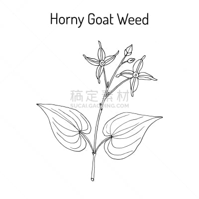 山羊,有角的,淫羊藿,草药,生物学,华丽的,传统,健康保健,清新,除草