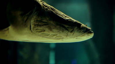 大型水下Arapaima