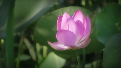 莲花(Nelumbo Nucifera)