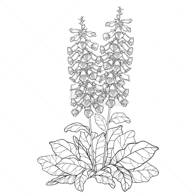 毛地黄,轮廓,灌木,花蕾,叶子,矢量,黑色,白色背景,花,串