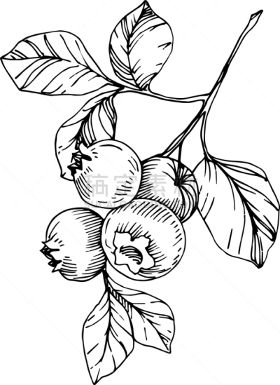 蓝莓,雕刻图像,艺术,墨水,黑白图片,清新,食品,壁纸,剪影