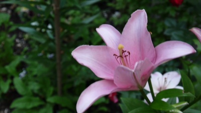 粉色植物百合细节特写高清镜头-草本虎百合花卉视频