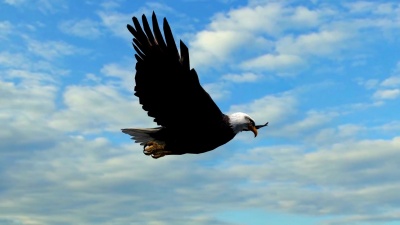 天空中的秃鹰飞行-特写镜头