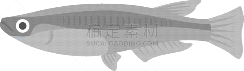 淡水,清新,食品,日本青鳉,一只动物,池塘,生物,动物,湖,河流