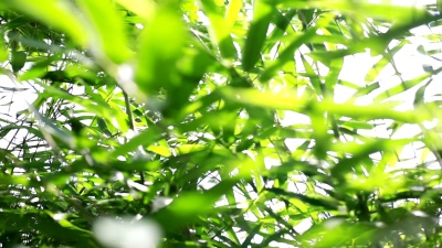 竹子