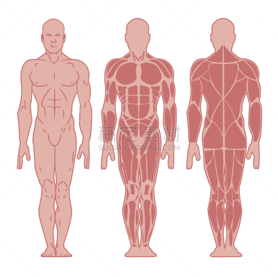 人类肌肉,男性,分离着色,生物学,健康保健,人,男人,图像,三角肌