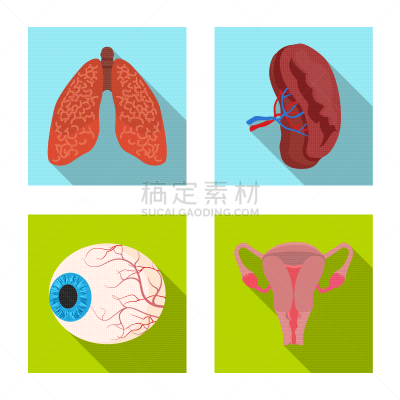 人,标志,人类的生殖器官,卵巢,细支气管,眼球,设计,布置