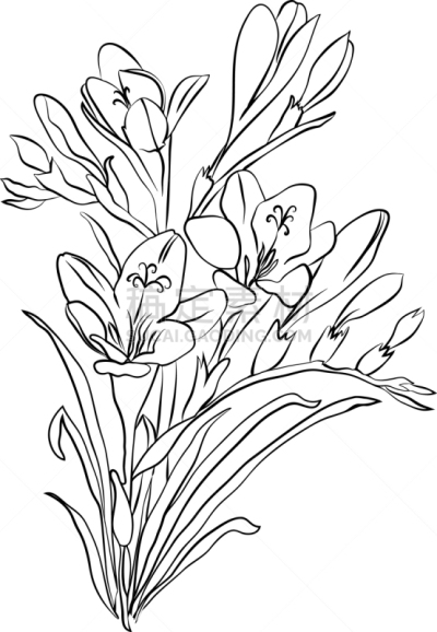 分离着色,白色,小苍兰,草图,黑色,插画,自然,花,弯曲,装饰