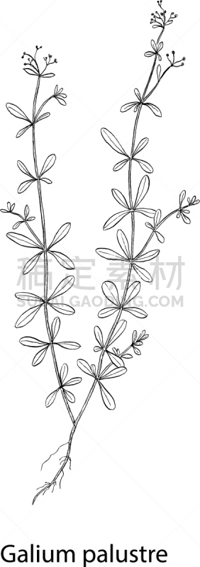 galium palustre botanical draw