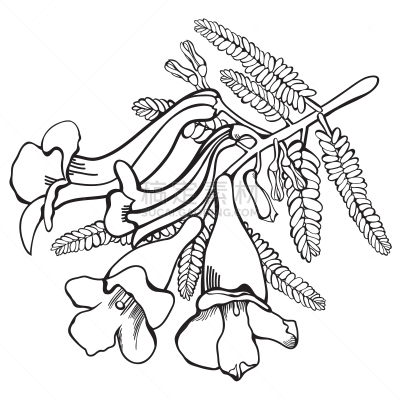紫薇科树,绘画插图,矢量,动物手,花,绘制