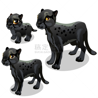 黑豹,分离着色,白色,自然,动物园,野生动物,猫,美洲狮,彪马,狮子
