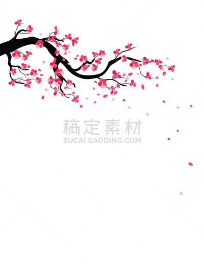 水彩画,花朵,樱之花,背景,边框,分离着色,白色,矢量,图像,花