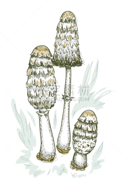 鸡腿菇,真菌,白色,假发,自然,季节,鬼伞科,秋天,食品,图像