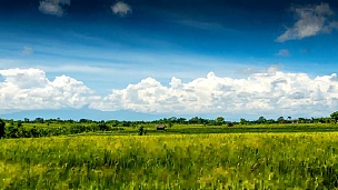云下绿色稻田时光流逝