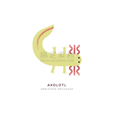 动物,分离着色,Axolotl,墨西哥,卡通,可爱的,环境,野生动物,小的,尾巴