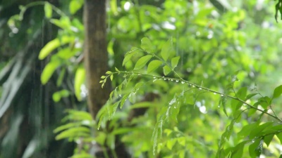 大雨落在橙色茉莉叶上