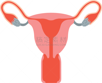 女性生殖系统,卵子,人类的生殖器官,卵巢,子宫颈,女人,顺序,剪影