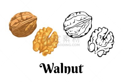 坚果,轮廓,矢量,坚果壳,去皮的,胡桃,卡通,扁平化设计,黑白图片,绘画插图