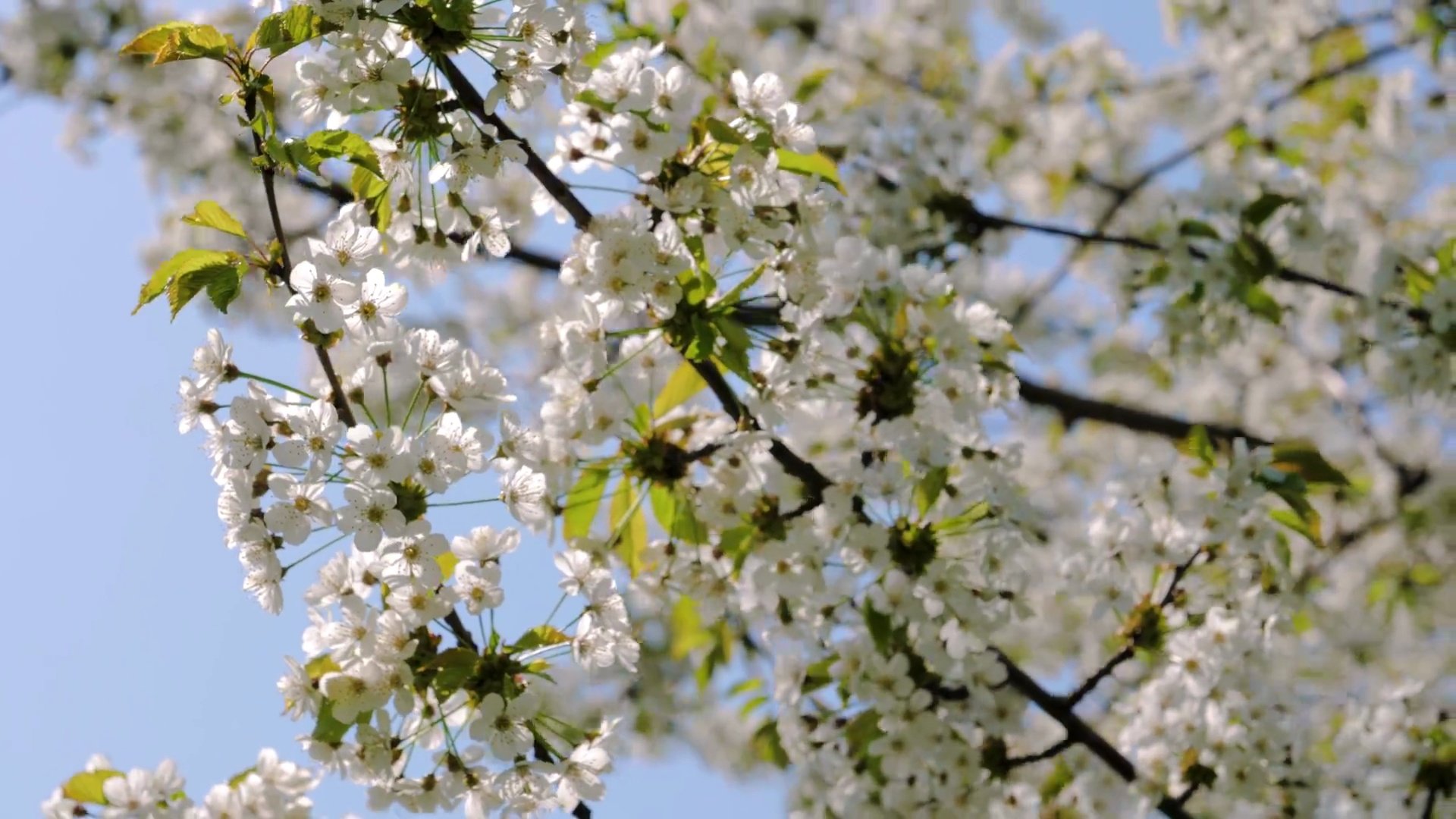 公园里的白花苹果树枝条在风中摇曳