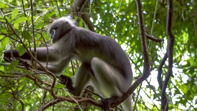 暗色叶猴，Langur吃绿叶，Railay，Krabi，泰国