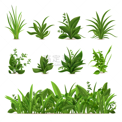 清新,草,春天,秧苗,草本,灌木,矢量,绿色,植物学,菜园