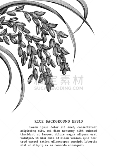 雕刻图像,剪贴画,动物手,稻,边框,稻田,艺术,农民,绘制,复古