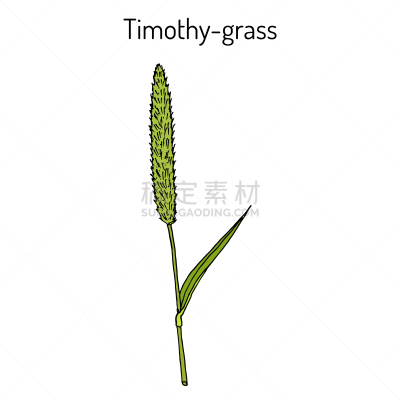 牧草之一种,草,草药,健康保健,药,环境,食品,植物群,绘制,花