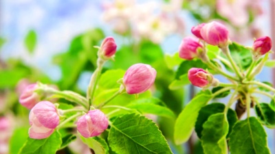苹果花