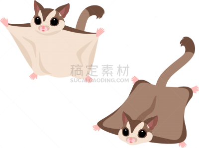 绘画插图,褐色,滑翔机,糖,活力,可爱的,背景分离,野生动物,简单,动物群