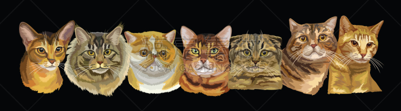 矢量,猫,绘画插图,长嘴雀鳝,背景分离,肖像,哺乳纲,猫科动物,阿比西尼亚猫,头