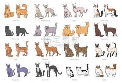 矢量,绘画插图,猫,似人脸,分离着色,侧面像,舞台,草图,轮廓线画,奉承
