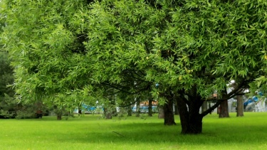 城市公园里的树夏天的绿草