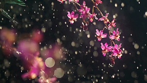 雨缓缓落在粉兰花上