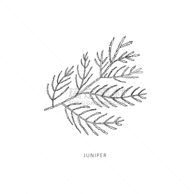 植物,线条画,枝,矢量,动物手,插画,背景分离,刺柏属丛木,复古风格,枝繁叶茂