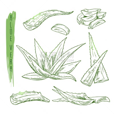 芦荟,草图,天气,分离着色,轮廓,有机食品,自然,剪影,收集,复古