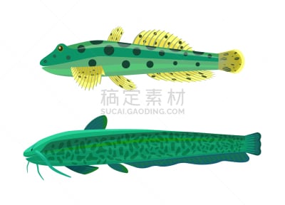 韦尔斯,鱼类,绿色,鲶鱼,生物学,渔业,清新,野生动物,食品,布置