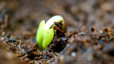 小的绿色玫瑰植物生长在地面从种子发芽，春天夏天的时间