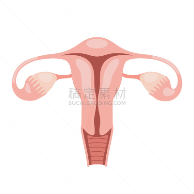 女性生殖系统,生物学,健康保健,宫内节育器,有月经,女人,子宫颈,绘画插图,卡通