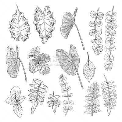 桉树,蕨类,叶子,自然,绘画插图,灌木,热带气候,森林,矢量