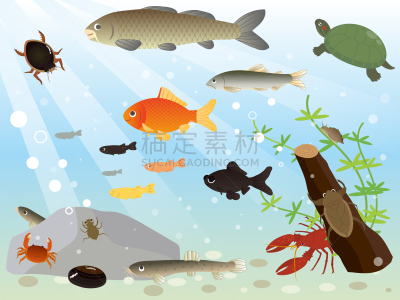 动物,河流,水生植物,可爱的,淡水蟹,淡水,野生动物,日本青鳉,简单,水下甲虫